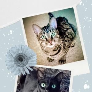 Cello & Charango, young, available for adoption