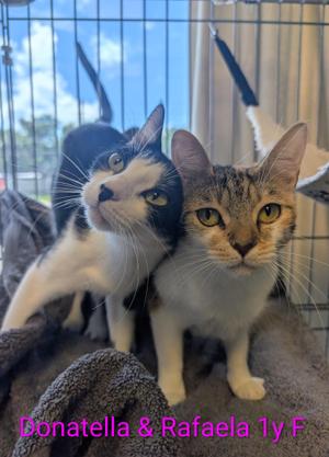 Donatella and Rafaela, young, available for adoption