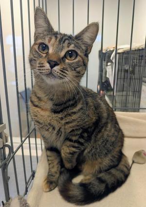 Fairlee, kitten, available for adoption