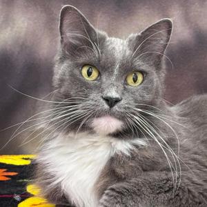 A gray cat with yellow eyes and white fur on its chest, looking directly at the camera.