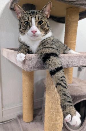 A tabby cat with white paws and chest is lounging on a cat tree, looking directly at the camera.