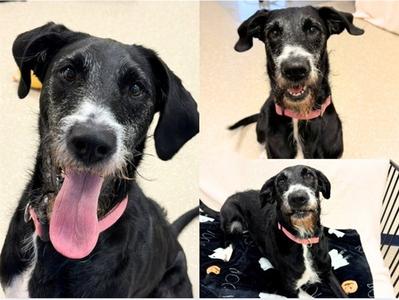 JULES, Schnauzer / Pointer, young, available for adoption