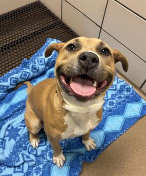 KALANI BEAR, Pit Bull Terrier, young, available for adoption