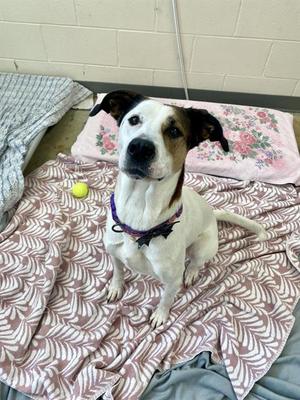 A white dog with black and brown markings on its ears and face, wearing a purple collar, sitting on a patterned blanket with a yellow tennis ball nearby.