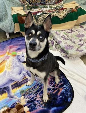 ANUBIS, Husky, adult, available for adoption