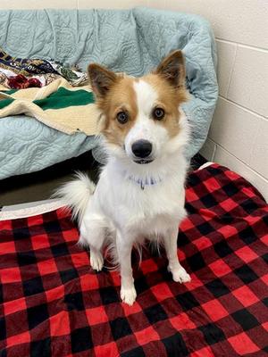 FRANNIE, American Eskimo Dog / Border Collie, adult, available for adoption