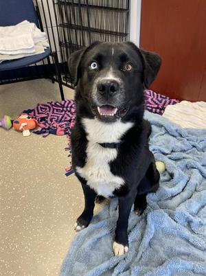 EARL, Siberian Husky / Labrador Retriever, adult, available for adoption
