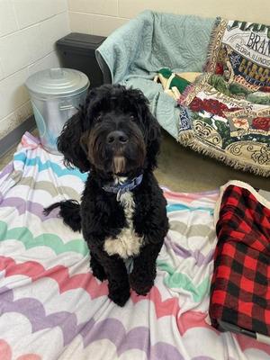 BENTLEY, Labrador Retriever / Poodle (Standard), adult, available for adoption