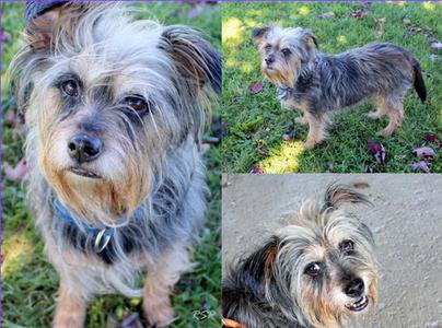 COUNT OLAF, Miniature Schnauzer / Poodle (Miniature), adult, available for adoption