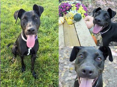 AKAYA, Doberman Pinscher, adult, available for adoption