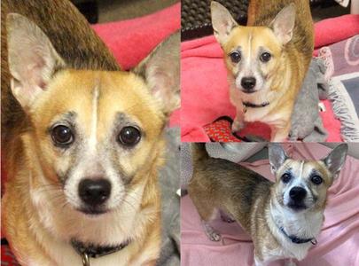 LIL BUB, Chihuahua / Pembroke Welsh Corgi, adult, available for adoption