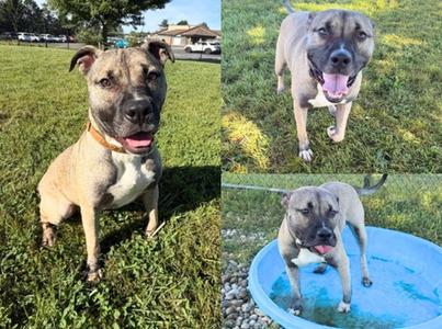 GOMEZ, Pit Bull Terrier / Siberian Husky, young, available for adoption