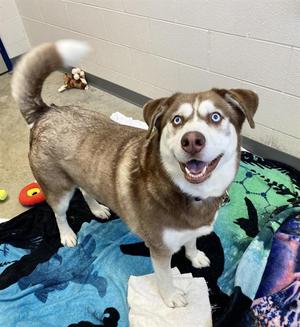 BEANIE, Siberian Husky, adult, available for adoption