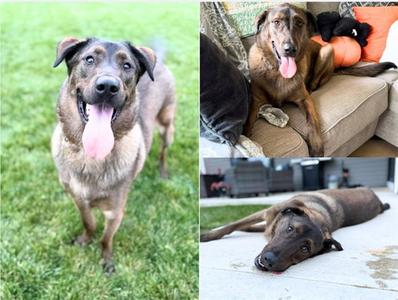 FALCON, German Shepherd Dog, young, available for adoption