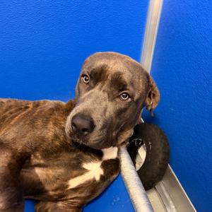 Artie, adult, available for adoption