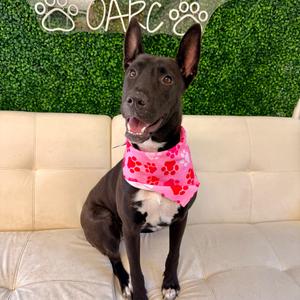 Kisses, adult, available for adoption
