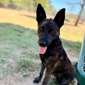 Peppy, adult, available for adoption