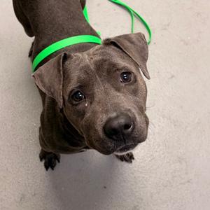 Holly, adult, available for adoption