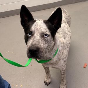 Frank, adult, available for adoption