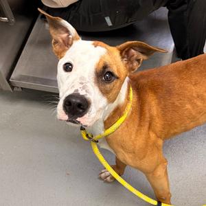 Porche, adult, available for adoption