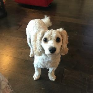 Riley, adult, available for adoption
