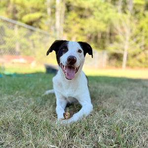 A happy black and white dog running on grass