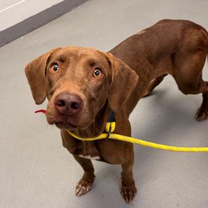 Fena, adult, available for adoption
