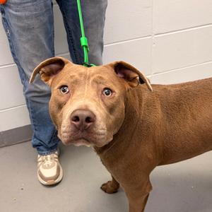 Lambchop, adult, available for adoption