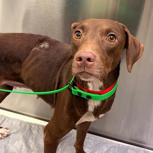 Princessa, adult, available for adoption