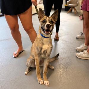 Pharaoh (Bo), adult, available for adoption