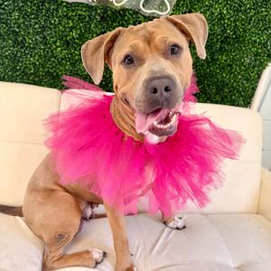 Marlee, adult, available for adoption
