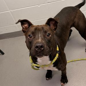 Dewey, adult, available for adoption