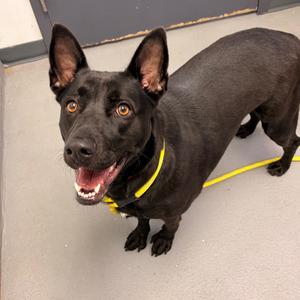 Midnight, adult, available for adoption