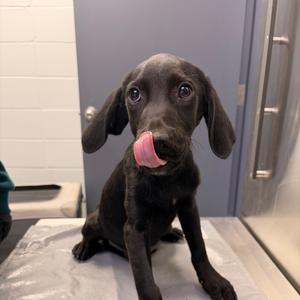 Baja, puppy, available for adoption