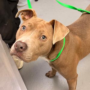 Bunny, adult, available for adoption