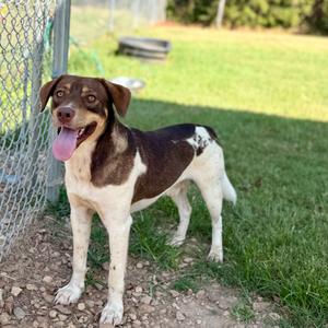 Peter Barker, adult, available for adoption
