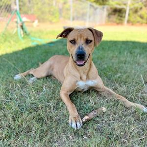 A brown dog lying on grass with a stick in its mouth