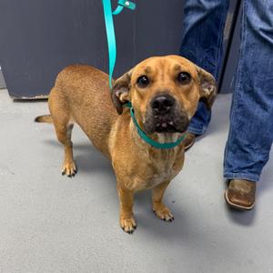 Nugget, adult, available for adoption