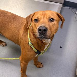 Pepperoni, adult, available for adoption