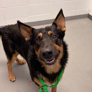 Chewy, adult, available for adoption