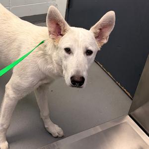 Ghost, adult, available for adoption