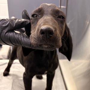 Barbacoa, puppy, available for adoption