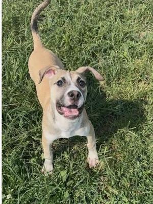 Lacey, Boxer / Pit Bull Terrier, young, available for adoption