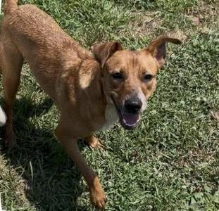 Betsy, Australian Cattle Dog / Blue Heeler / Boxer, young, available for adoption