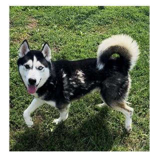 Mitch, Siberian Husky, young, available for adoption