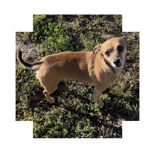 Joey, Chihuahua / Dachshund, senior, available for adoption