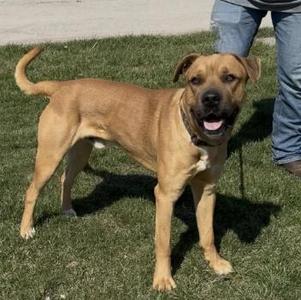 Bo, Mastiff / Bullmastiff, adult, available for adoption
