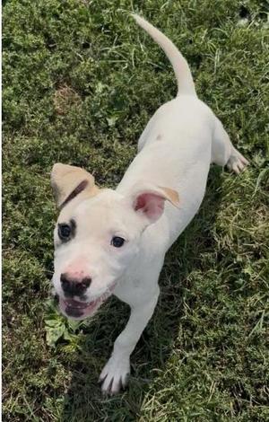 Meg, Boxer / Pit Bull Terrier, young, available for adoption