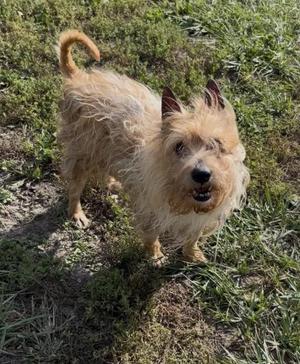 a small, scruffy dog with a wiry, light brown coat standing on grass