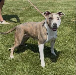 A brindle and white dog standing on grass, wearing a leash.